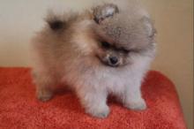 Puppies for sale pomeranian spitz - Luxembourg, Luxembourg