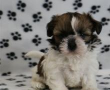 Puppies for sale shih tzu - Canada, British Columbia, Vancouver