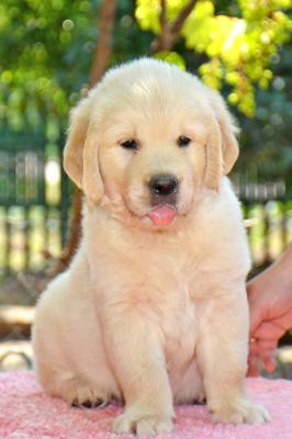Продам щенка Золотистый ретривер - Украина, Кривой Рог. Цена 600 долларов
