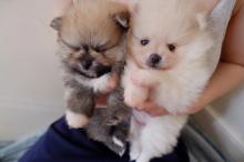 Puppies for sale pomeranian spitz - United Kingdom, London. Price 300 $