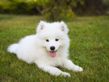 Puppies for sale samoyed dog (samoyed) - Georgia, Batumi