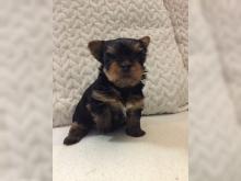 Puppies for sale yorkshire terrier - Germany, Gelsenkirchen