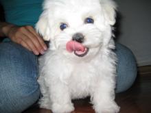 Puppies for sale maltese - Ireland, Dublin. Price 300 $