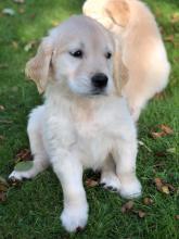 Puppies for sale golden retriever - Slovenia, Maribor