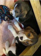 Puppies for sale beagle - Bulgaria, Dobrich