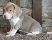 Puppies for sale beagle - France, Paris