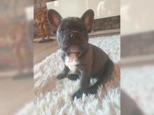 Puppies for sale french bulldog - Czech Republic, Gottwald