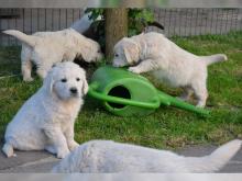 Puppies for sale labrador - Denmark, Aarhus