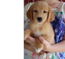 Puppies for sale golden retriever - Sweden, Stockholm