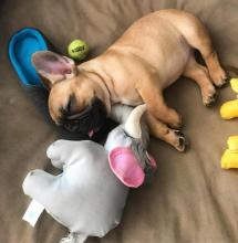 Puppies for sale french bulldog - Bulgaria, Rousse