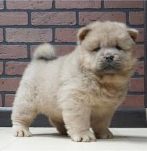 Puppies for sale chow chow - Uzbekistan, Tashkent