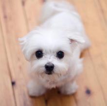 Puppies for sale maltese - Netherlands, Maastricht