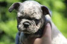 Продам щенка french bulldog - Slovenia, Belgrade