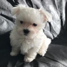 Puppies for sale maltese - Tajikistan, Isfara