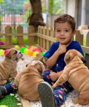 Puppies for sale english bulldog - Austria, Vienna