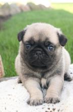 Puppies for sale pug - Canada, British Columbia, Vancouver