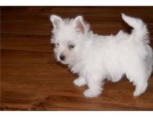 Puppies for sale west highland white terrier - Canada, Ontario, Kitchener