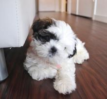 Puppies for sale shih tzu - Tajikistan, Isfara
