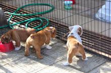 Puppies for sale english bulldog - Hungary, Szeged