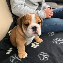 Puppies for sale english bulldog - Georgia, Batumi