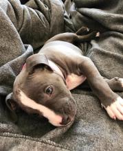 Puppies for sale american pit-bull terrier - Austria, Vienna