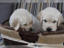 Puppies for sale labrador - Belgium, Bruges