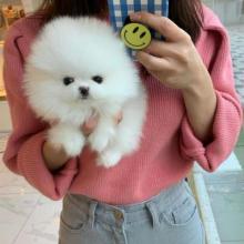 Puppies for sale pomeranian spitz - Ukraine, Dnipropetrovsk