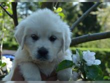 Puppies for sale labrador - Belgium, Bruges