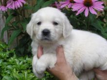 Puppies for sale labrador - Bulgaria, Plovdiv