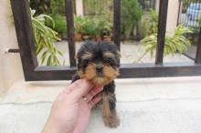 Puppies for sale yorkshire terrier - Romania, Bucharest