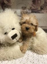 Puppies for sale other breed - Sweden, Stockholm