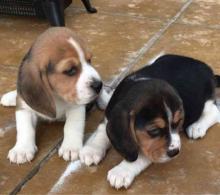 Puppies for sale beagle - Denmark, Aarhus