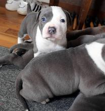 Puppies for sale american pit-bull terrier - Portugal, Mirandela