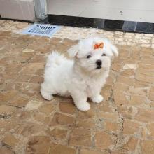 Puppies for sale maltese - Latvia, Aizkraukle