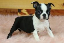 Puppies for sale boston terrier - Georgia, Georgia