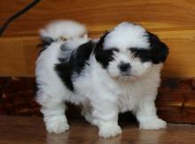 Puppies for sale shih tzu - Georgia, Georgia