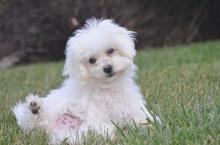 Puppies for sale bichon - Romania, Golden