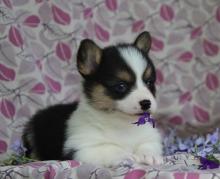 Puppies for sale other breed, pembroke welsh corgi puppies - Georgia, Georgia