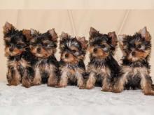 Puppies for sale yorkshire terrier - Romania, Bucharest