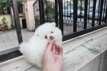 Puppies for sale pomeranian spitz - Greece, Athens