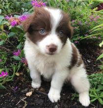 Puppies for sale australian shepherd - Ukraine, Kharkiv