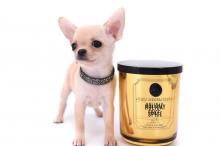 Puppies for sale chihuahua - Belarus, Brest