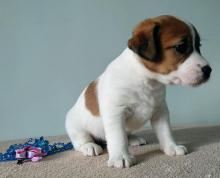 Puppies for sale jack russell terrier - Greece, Athens