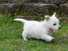 Puppies for sale west highland white terrier - Luxembourg, Luxembourg