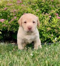 Puppies for sale labrador retriever - Russia, Ekaterinburg