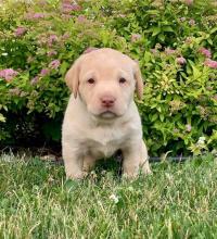 Puppies for sale labrador retriever - Uzbekistan, Andijan