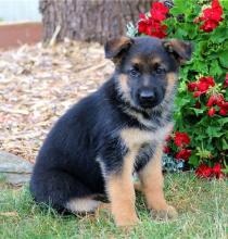 Puppies for sale german shepherd dog - Kyrgyzstan, Bishkek