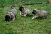 Puppies for sale caucasian shepherd dog - Italy, Monza