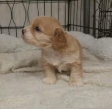 Puppies for sale other breed - Latvia, Riga