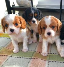 Puppies for sale king charles spaniel - Greece, Athens